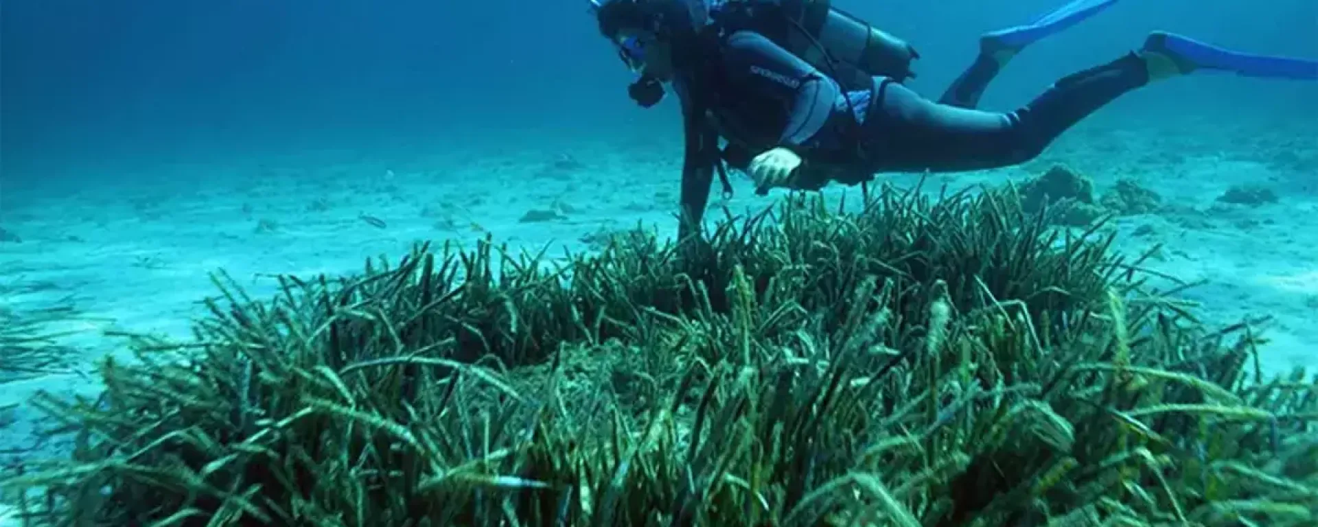 Denizin Akciğerleri Krizle Karşı Karşıya! Fethiye, Koruma Projeleri İçin Pilot Bölge Olarak Belirlendi