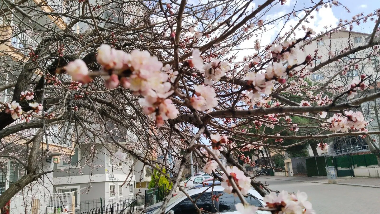 Uşak’ta Sevindiren Yalancı Bahar